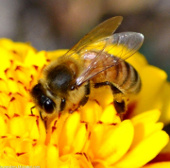 Ong có thể phát hiện và phân biệt các tín hiệu điện từ các bông hoa