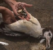 Video: "Xác chim" gây sốc cộng đồng mạng