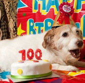 Chú chó thọ nhất nước Anh mừng sinh nhật 22 tuổi
