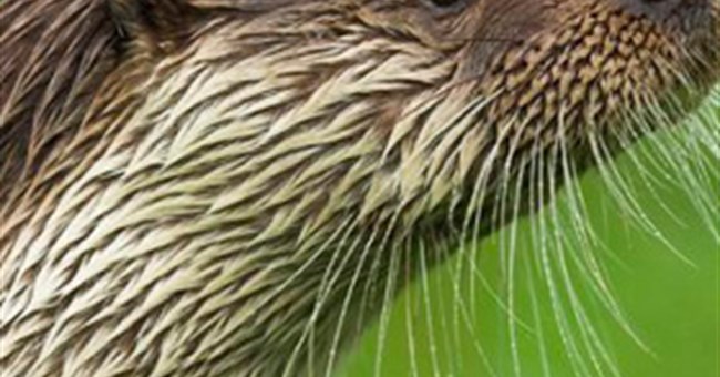 Vì sao "của quý" rái cá đực ngày càng nhỏ?