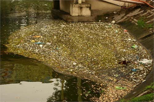 Tìm hiểu nguyên nhân cá chết tại hồ Thiền Quang