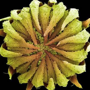 Thực vật dưới kính hiển vi 