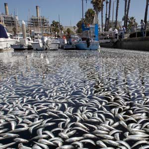 Hàng triệu cá chết tại bến cảng Mỹ