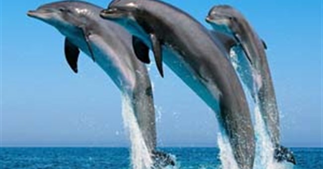 Cá heo "chế biến" thức ăn như đầu bếp