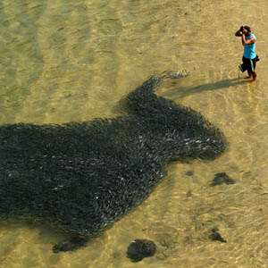 Cá nhuộm đen bờ biển Mexico