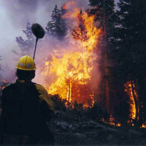 16 tỉnh có nguy cơ cháy rừng cấp cực kỳ nguy hiểm 