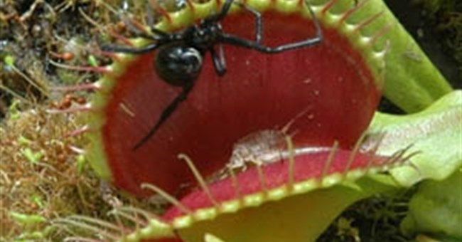 Lạc vào thế giới cây "ăn thịt" 