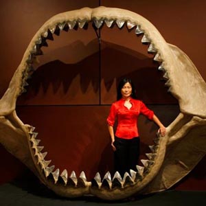 Tìm thấy hàm răng cá mập khổng lồ