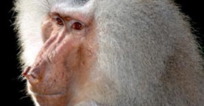 Dạy khỉ chơi game 