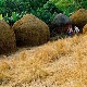 Biến rơm thành... nhiên liệu