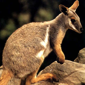 45 loài sinh vật ở Australia có nguy cơ tuyệt chủng