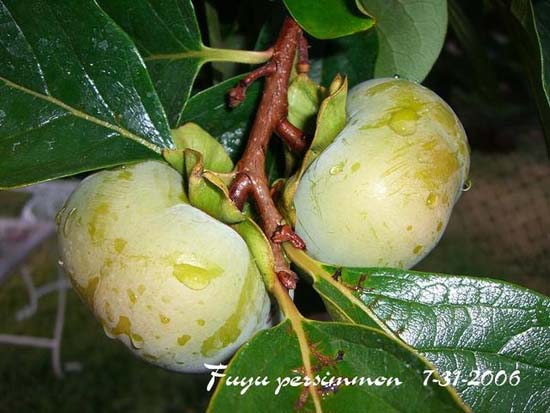 Hồng vuông Nhật Bản thích nghi tốt ở Việt Nam
