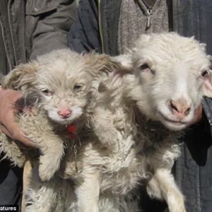 Chuyện lạ: Cừu sinh ra “chó” 