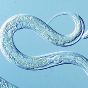 Giun tròn C. elegans giúp giảm bệnh béo phì ở người