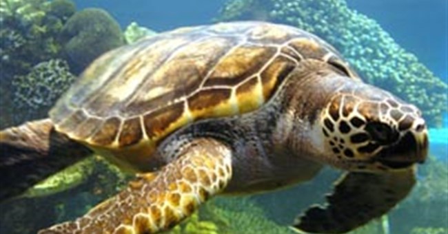 Rác nhựa có thể khiến rùa biển tuyệt chủng 
