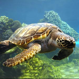 Rác nhựa có thể khiến rùa biển tuyệt chủng 