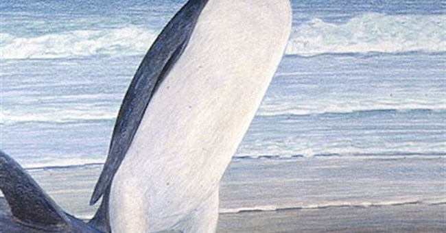 Chân dung chim cánh cụt đã tuyệt chủng 25 triệu năm 