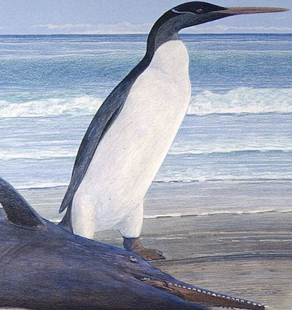 Chân dung chim cánh cụt đã tuyệt chủng 25 triệu năm 