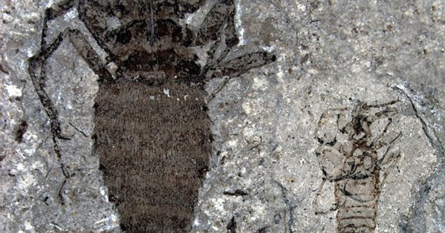 Khám phá bí mật của loại rận cổ đại khổng lồ