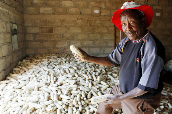 Châu Phi tăng năng suất cây trồng nhờ mối và kiến 