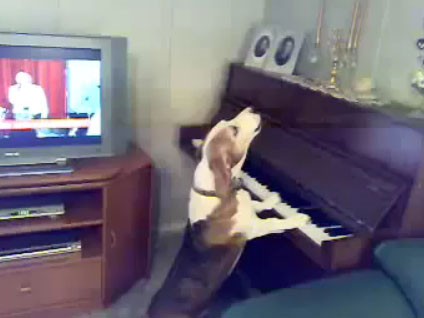 Video: Chó chơi đàn và hát