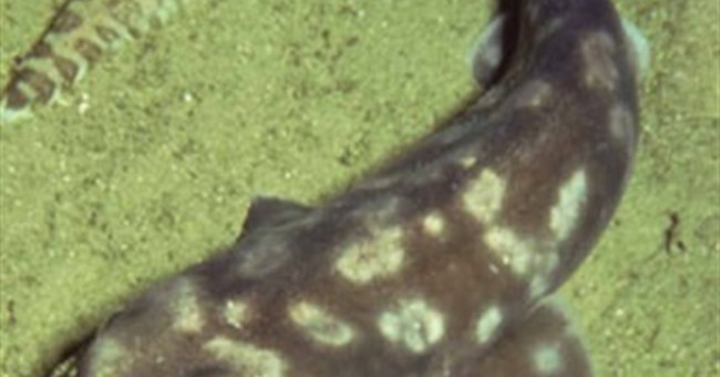 Cá mập lạ lộ diện ở Thái Bình Dương