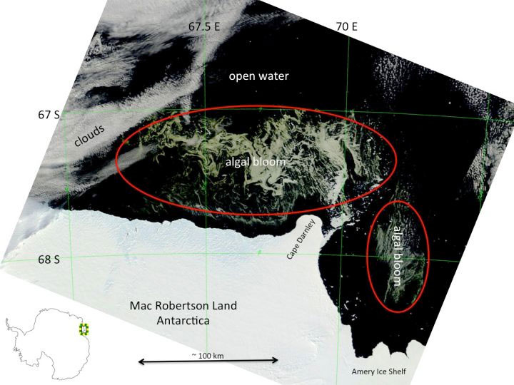 Đám tảo khổng lồ bao vây Nam Cực