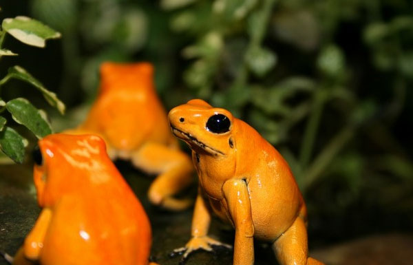Lập khu bảo tồn cho loài ếch độc nhất hành tinh 