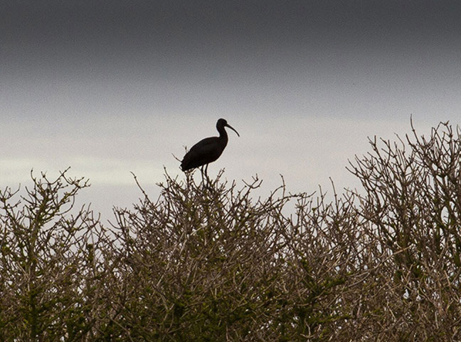 Một con cò quăm đậu trên ngọn cây ở hòn đảo Flat Holm, ngoài khơi Pembrokeshire, Anh.
