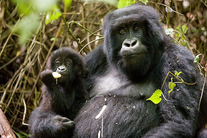 Hai mẹ con khỉ đột ở Parc des Volcans, Rwanda.