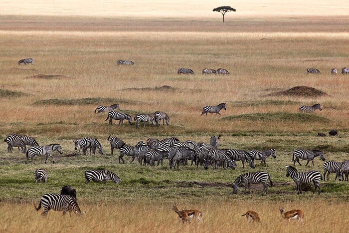 Ngựa vằn và linh dương gazen gặm cỏ trong khu bảo tồn quốc gia Maasai Mara ở Kenya.