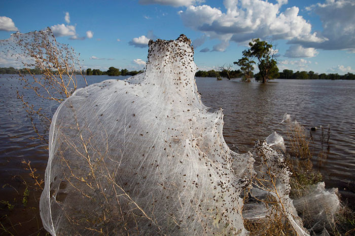Hàng nghìn con nhện phải giăng lưới mới sau khi nước lũ khiến chúng phải di chuyển lên những vùng đất cao hơn ở New South Wales, Australia.