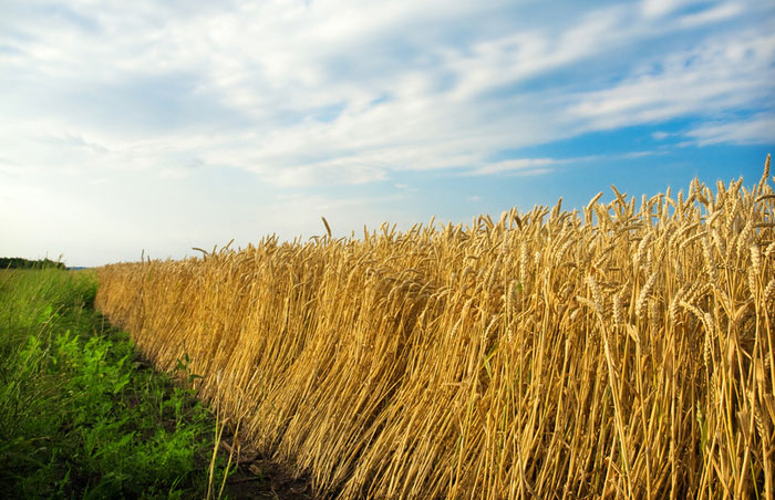 Lúa mì “mặn” sẽ giải quyết khủng hoảng thức ăn?
