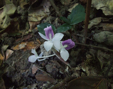 Loài gừng Newmania orthostachys có hoa mọc thẳng. 