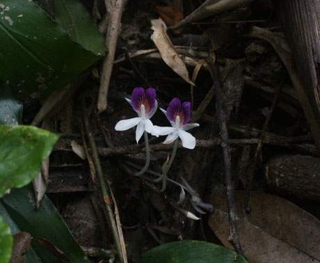 Loài gừng Newmania serpens có hoa trườn ngang mặt đất. 
