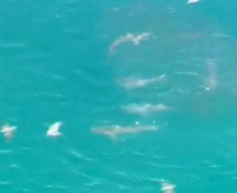 Video: Đàn cá mập tấn công đàn cá ngừ điên cuồng 