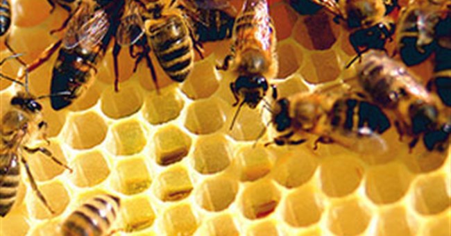 Sống "buông thả" để tránh tuyệt chủng? 