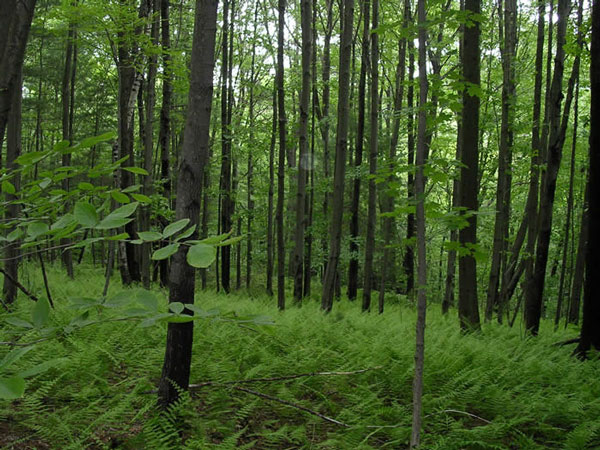 Phấn đấu nâng độ che phủ rừng lên 45% vào 2020 