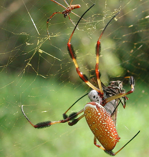 Mạng nhện Vẽ hình Ảnh  con nhện png tải về  Miễn phí trong suốt Trắng png  Tải về