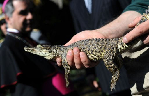 Cá sấu Cuba được thăng hàm "đại sứ"