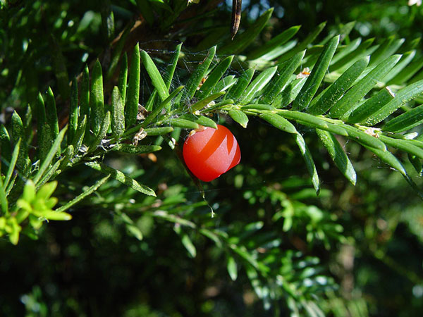 Thủy tùng English Yew 