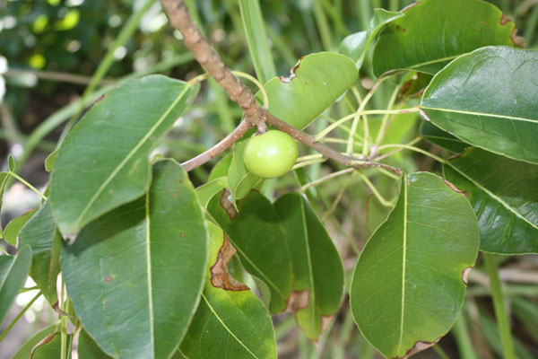 cây manchineel