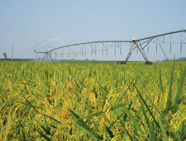 Brazil bắt đầu thử nghiệm sản xuất ethanol từ gạo