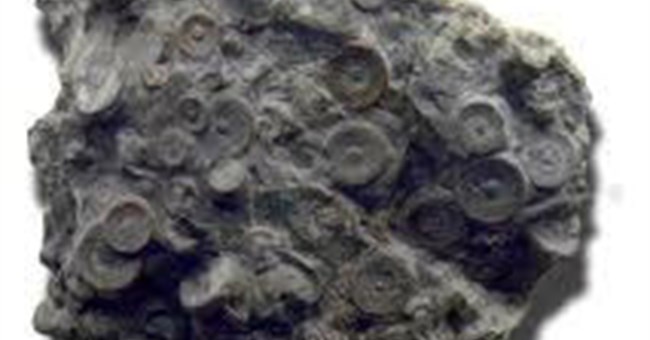 Nga phát hiện bộ máy có niên đại 400 triệu năm