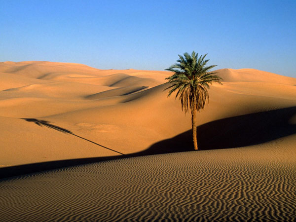 Bức tranh cây kỳ quái sa mạc đầy đặc sắc này sẽ giúp bạn khám phá những điều bất ngờ và thú vị trong cuộc sống. Tinh tế và phong cách, hình ảnh tranh sẽ đưa bạn đến một thế giới hoang sơ và đầy tính cách của sa mạc, và giúp bạn tìm thấy ý nghĩa mới trong sự khác biệt.