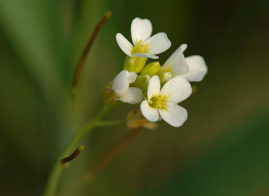Nghiên cứu làm sáng tỏ về "công tắc mùa xuân" của thực vật