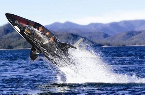 Video: Tàu ngầm cá voi