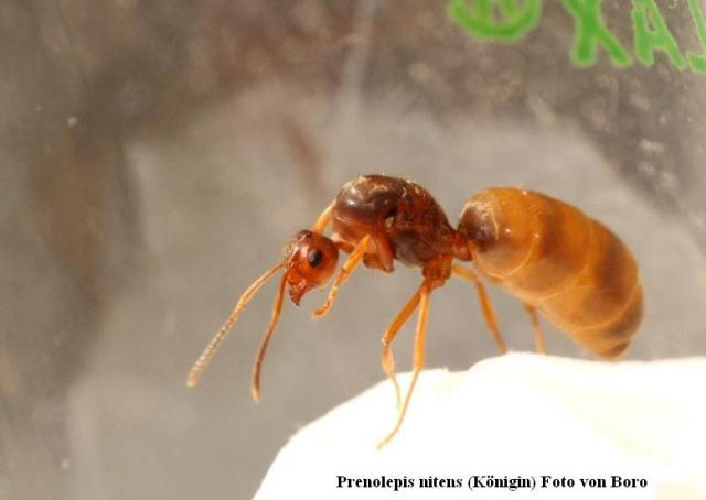 Kiến "yêu" điên cuồng bạn tình sắp chết