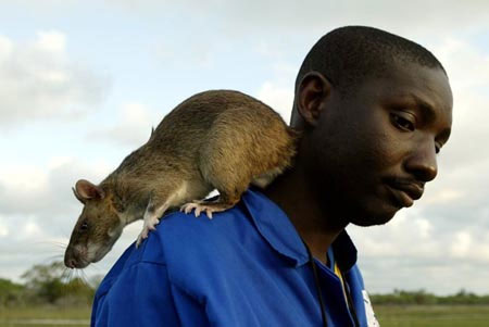 Chuột to bằng mèo hoành hành tại Mỹ