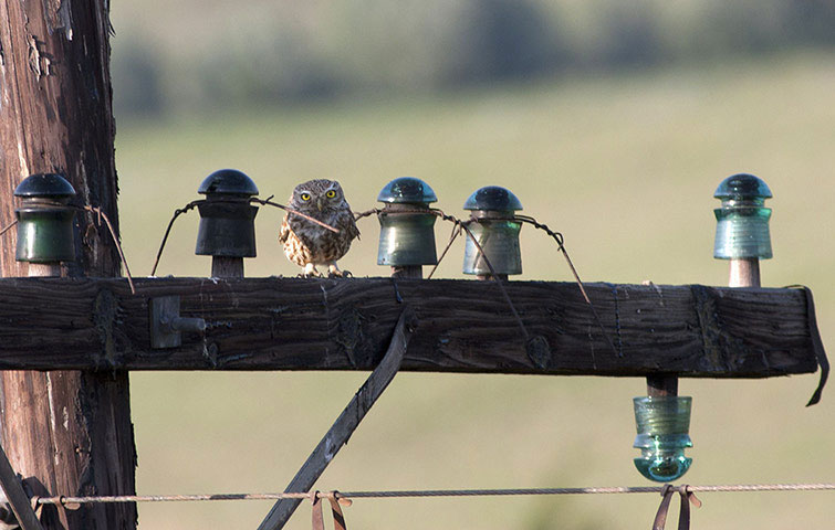 Con cú nhỏ cố ngụy trang trên cột điện báo. Cú con thường kiếm ăn vào ban ngày. Chúng thường tìm một nơi đậu cao để từ đó có thể nhào xuống bắt con mồi.